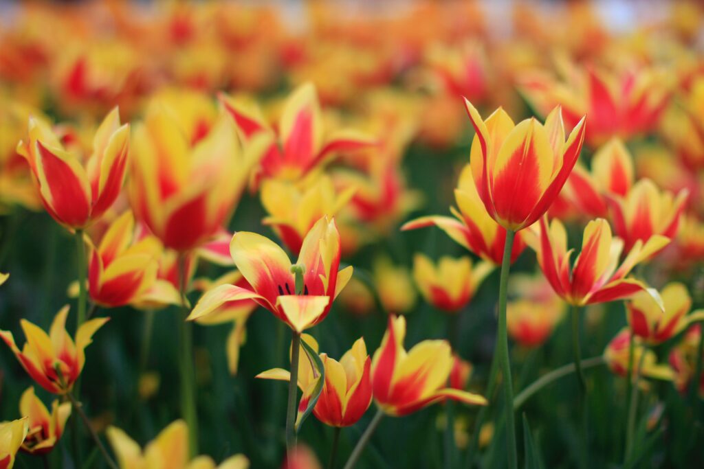 benefit-of-tulip