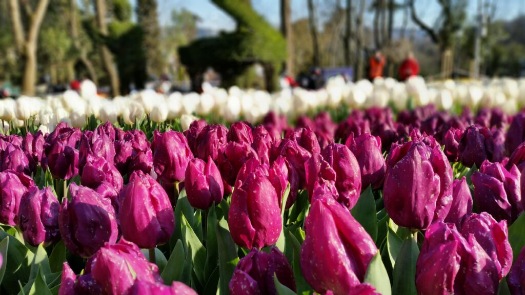 tulip-festival