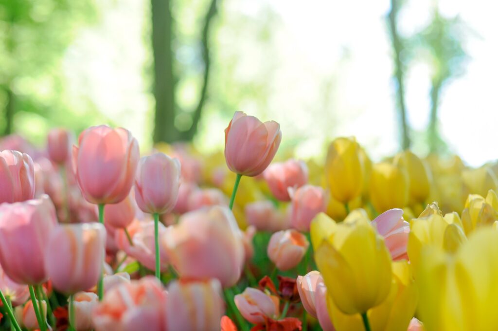 tulip-types