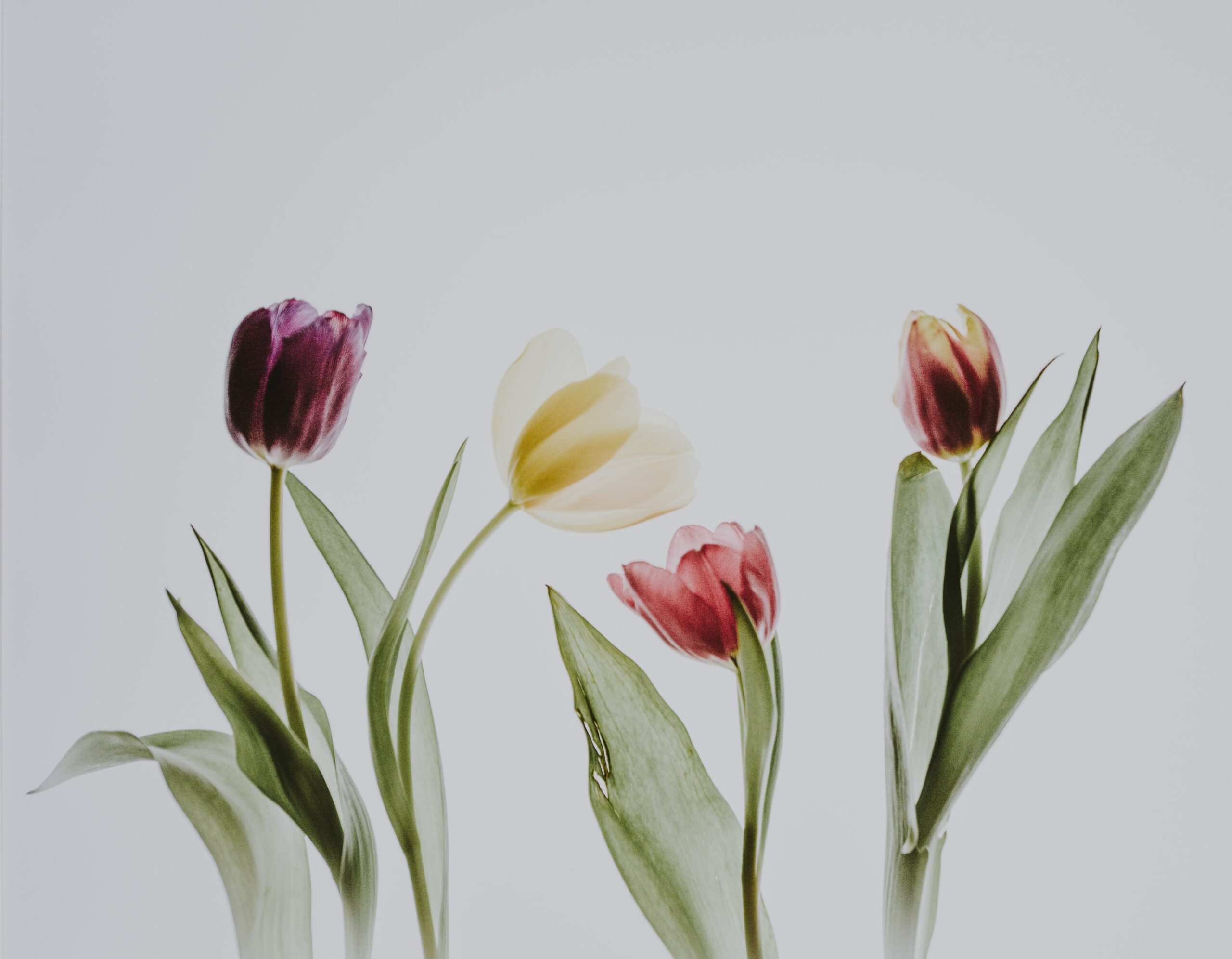 tulip-varietal
