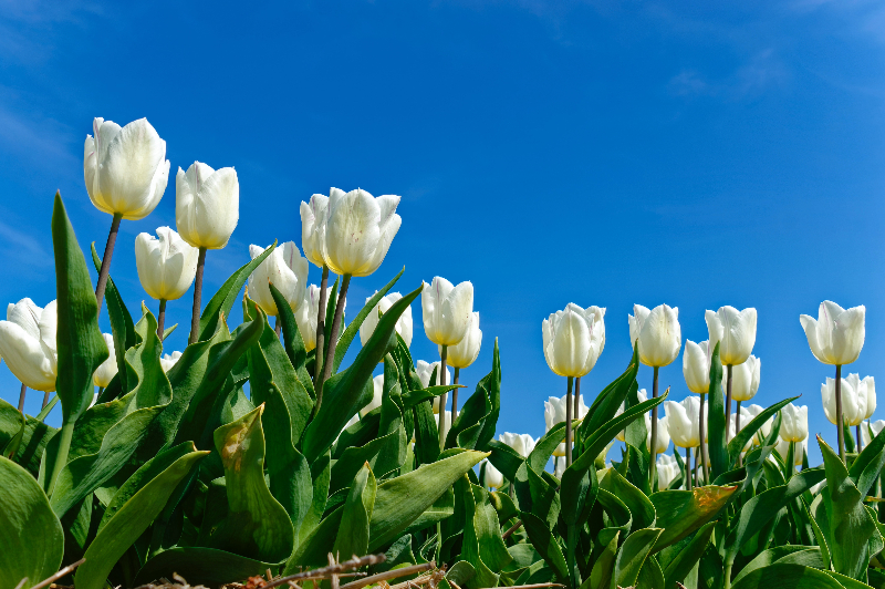 tulips white meaning