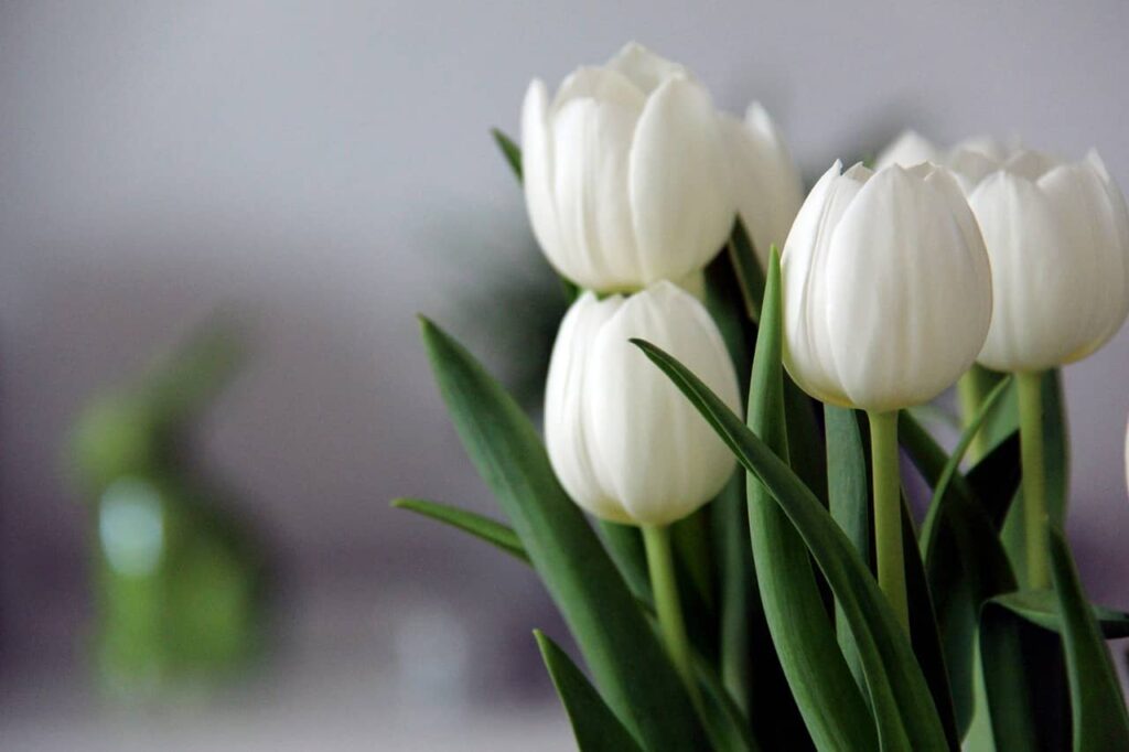 white tulips