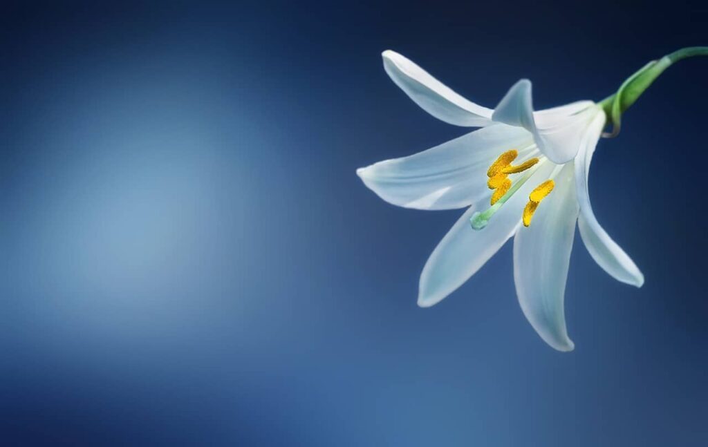 What Flower Represents Death 2023 what-flower-represents-death-2023